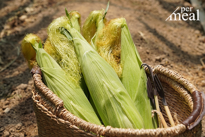 식탁이있는삶, 초당옥수수 판매 한 달 만에 7억 매출 돌파