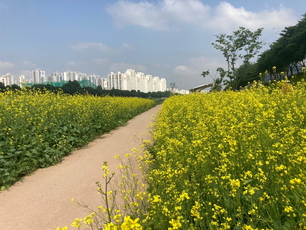 금천구, 안양천 농촌테마 풍경길 조성