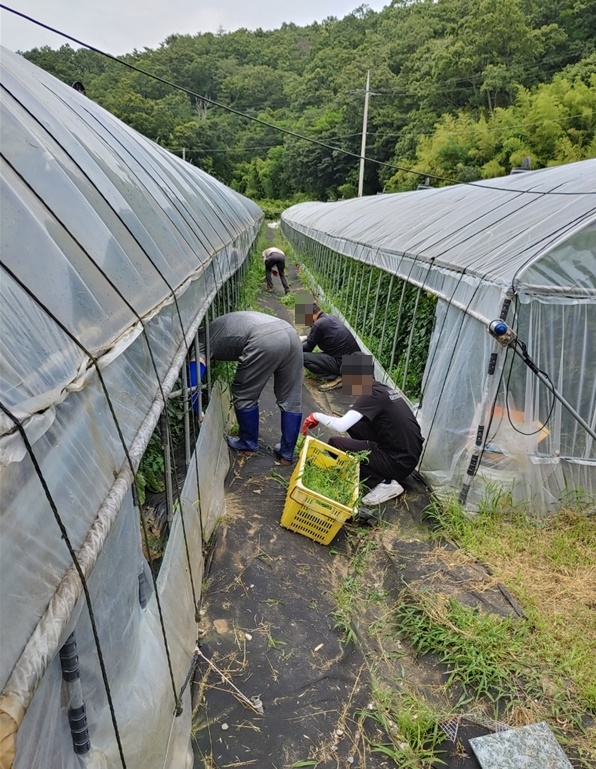 사회봉사대상자들이 30일 귀화자 토마토 재배용하우스에서 봉사활동을 하고 있다.(사진제공=포항준법지원센터)