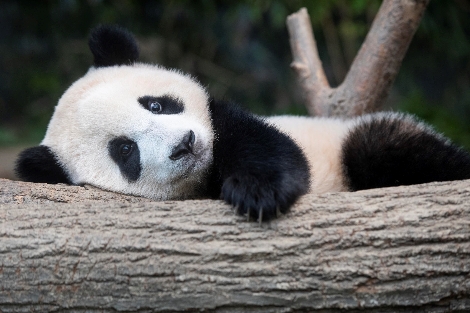 첫돌 맞은 에버랜드 아기판다 푸바오. 사진=에버랜드