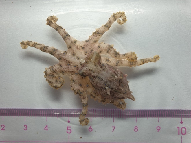 맹독성 파란선문어.(사진제공=울산해양경찰서)