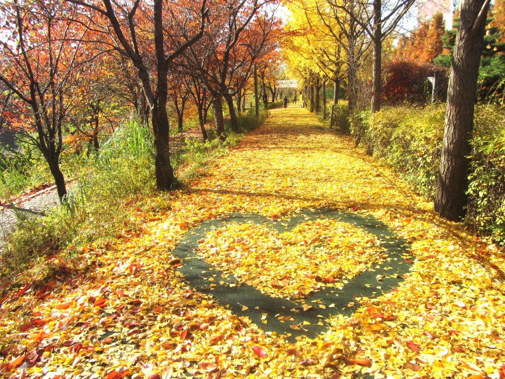 강남구, 양재천 ‘낙엽의 거리’ 조성... 내일부터 한 달간 운영