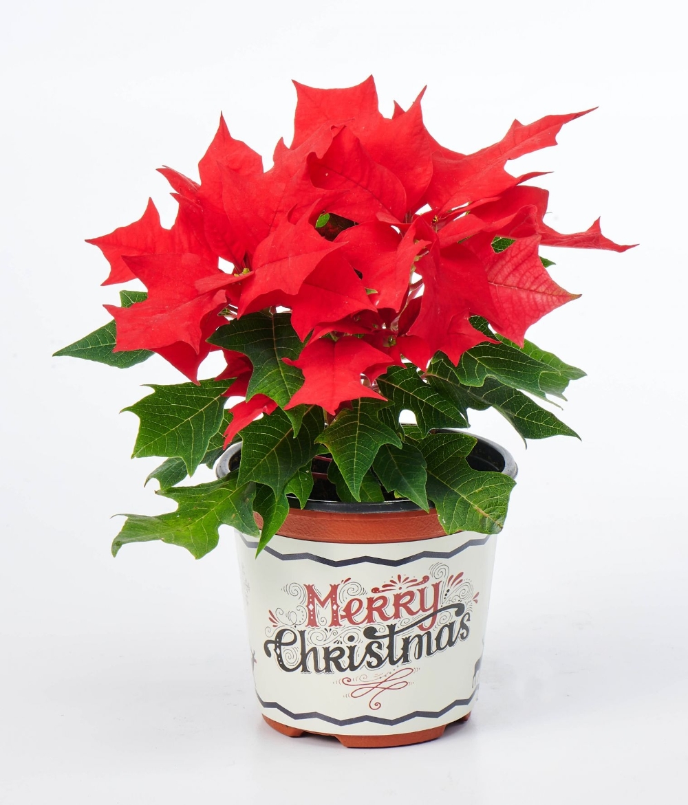 롯데마트 ‘미리 크리스마스’ 행사 진행