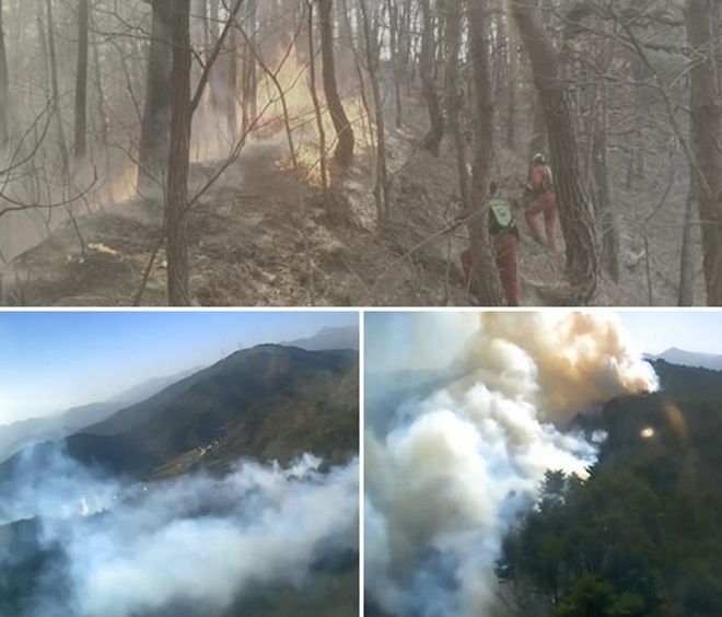 (사진제공=산림청)
