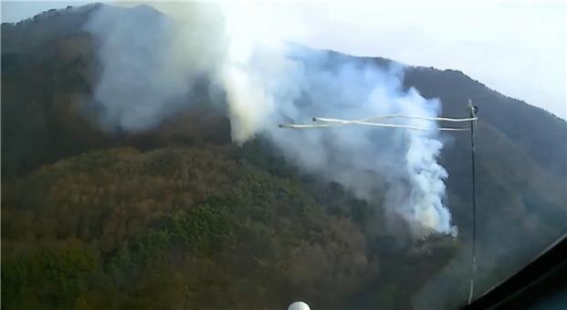 (사진제공=산림청)