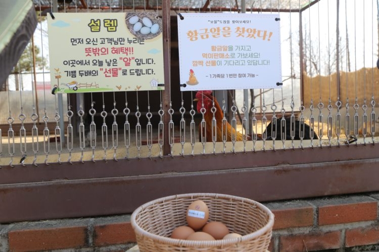 농협 안성팜랜드, 3월 얼리버드 이벤트 실시