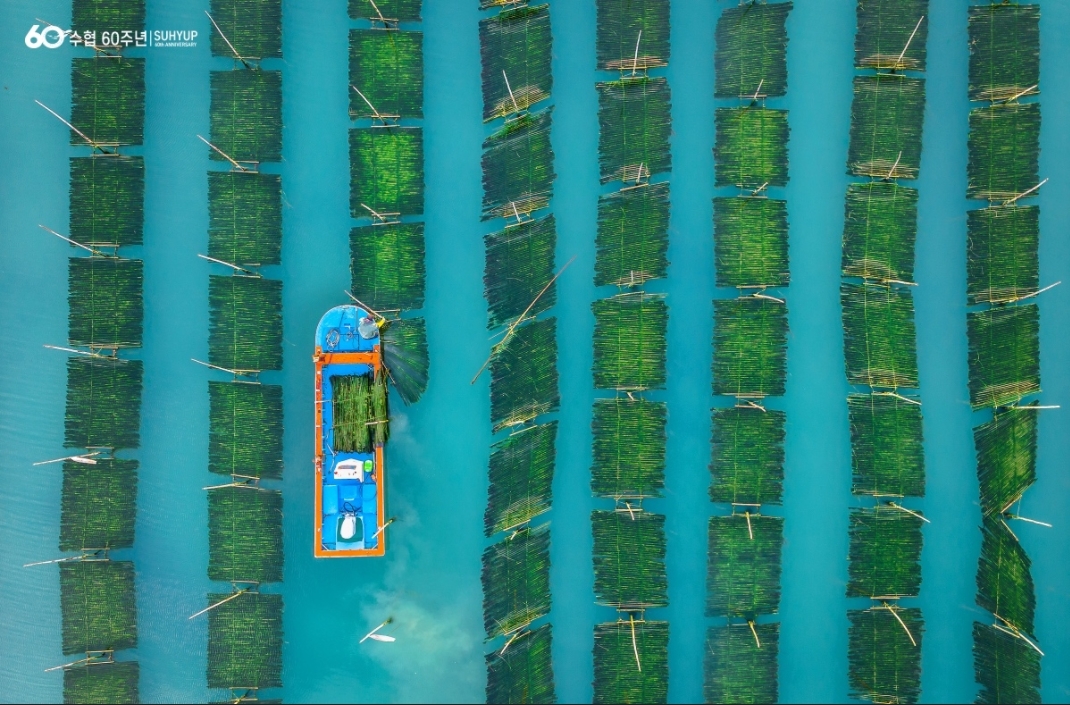 대상매생이 수확.(사진=수협중앙회)