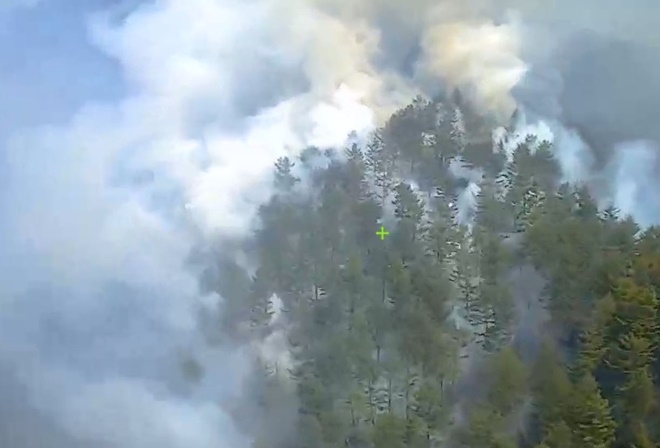 (사진제공=산림청)