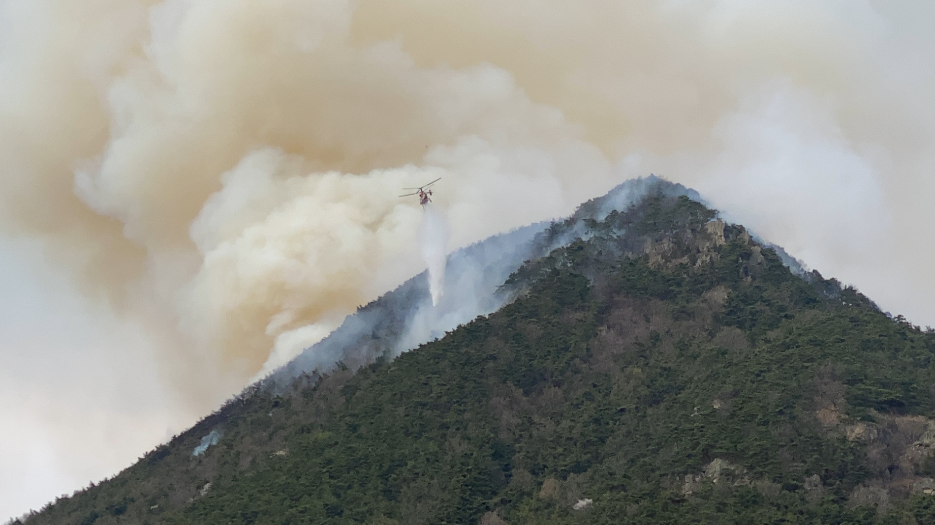 (사진제공=산림청)