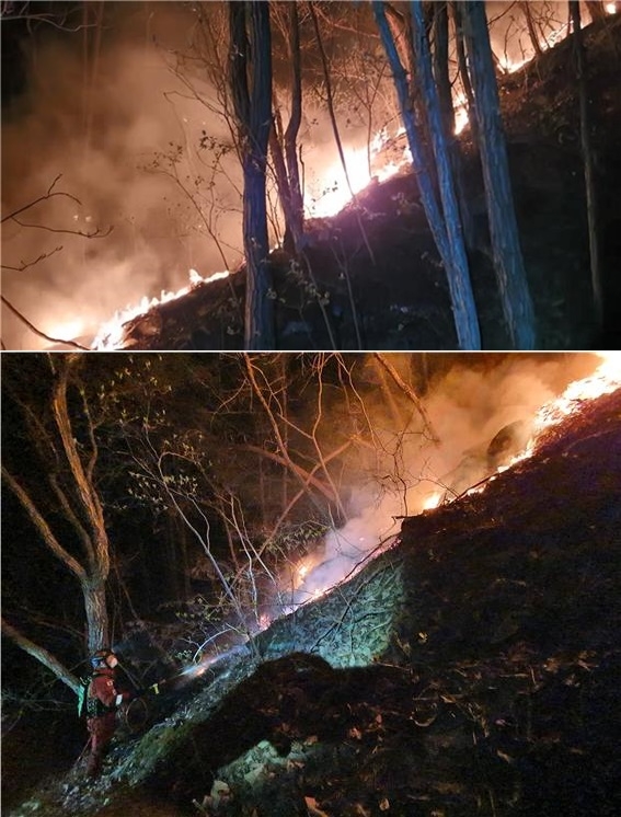 (사진제공=산림청)