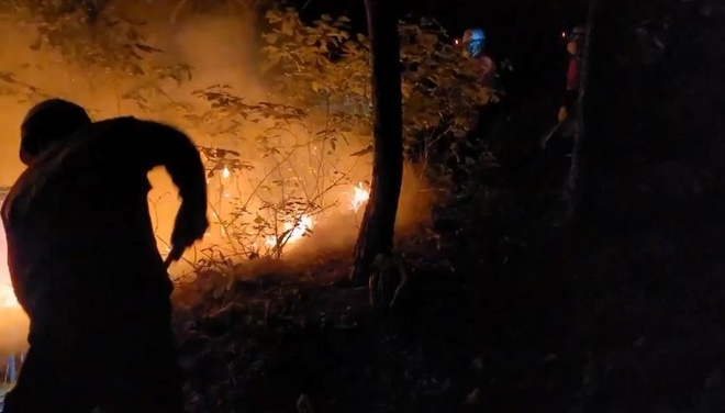 (사진제공=산림청)