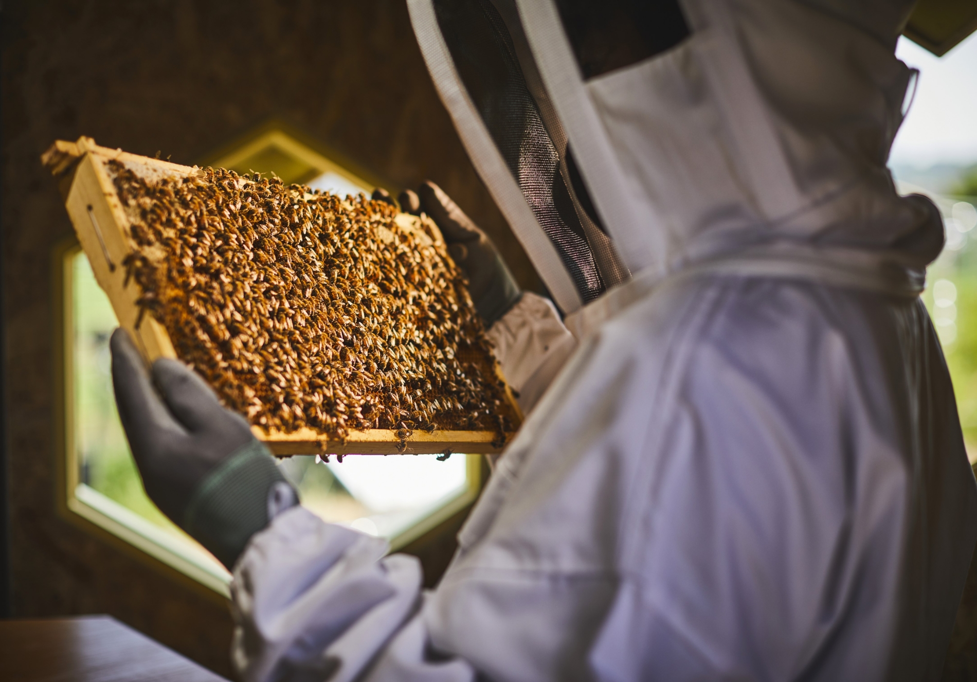 한화그룹, 국내 최초로 태양광으로 꿀벌 지킨다