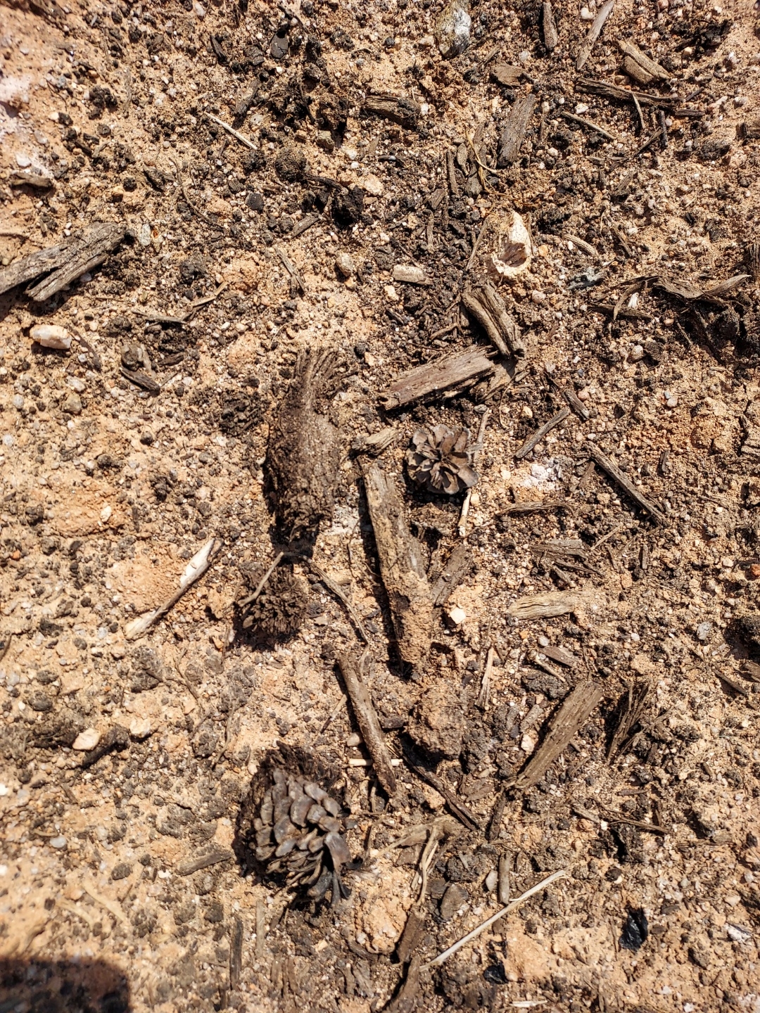 감자밭 퇴비에서 나온 나무조각과 솔방울