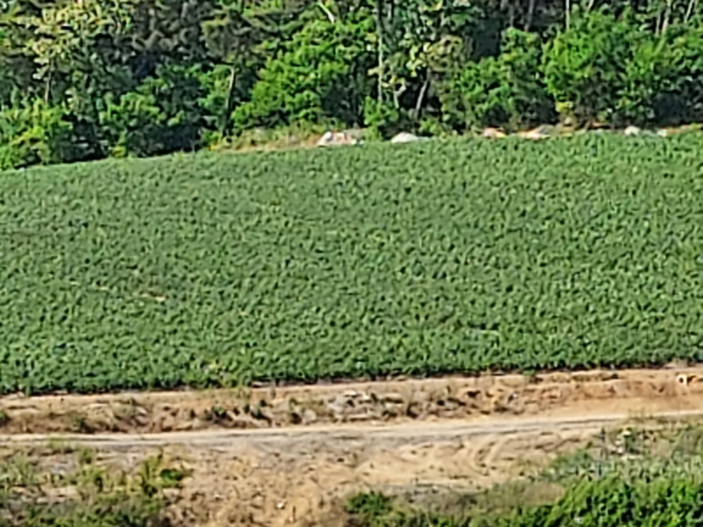 정상적 퇴비를 주어 잘 자라난 옆 감자밭 전경