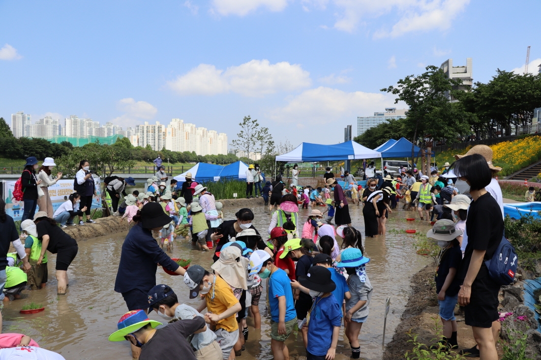 금천구, 안양천 생태텃논 개장