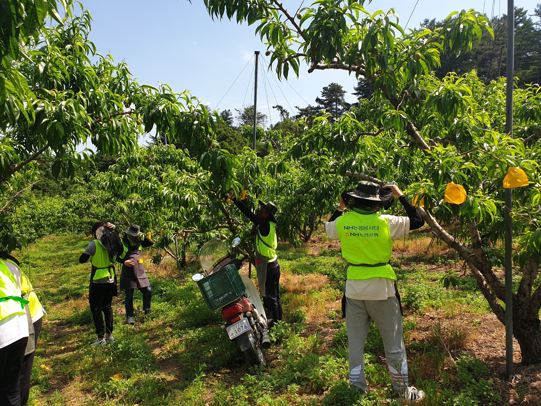 NH농협은행 여신관리부, 영농철 농촌일손돕기 실시