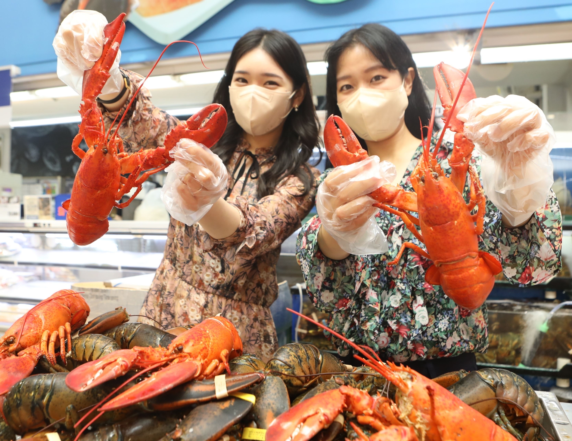 롯데마트, 캐나다산 활 랍스타 선보여