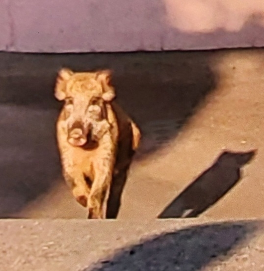 (사진제공=부산경찰청)