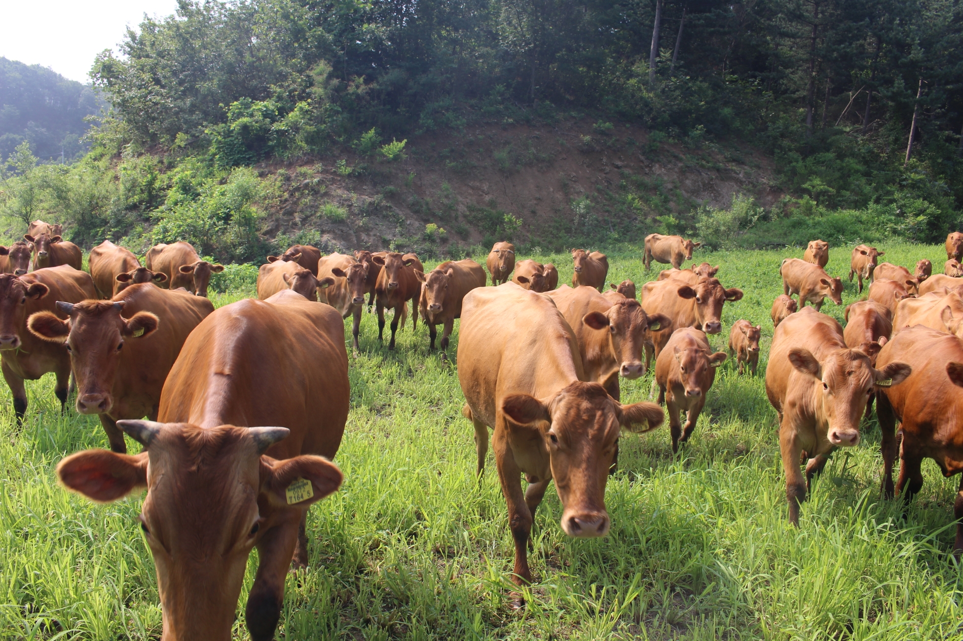 경기도, ‘가축행복농장 인증제’ 신규 참여 농가 모집