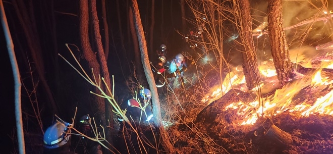 (사진제공=산림청)