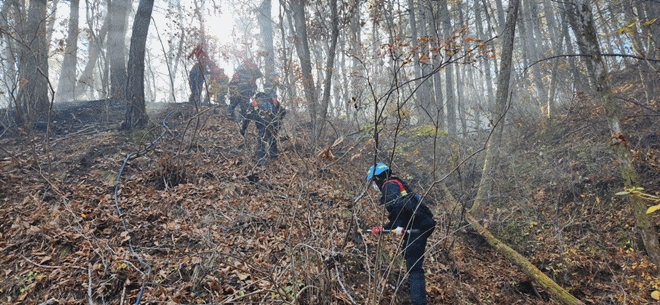 (사진제공=산림청)