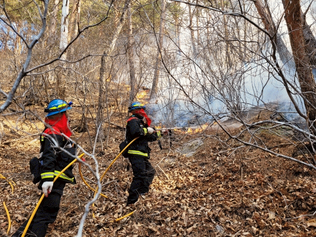 (사진제공=산림청)