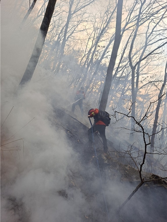 (사진제공=산림청)