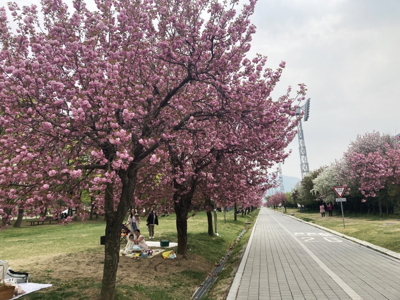 지난해 4월 미사경정공원에 겹벚꽃이 만개한 가운데 나들이객들이 피크닉을 즐기고 있다. (사진=국민체육진흥공단)