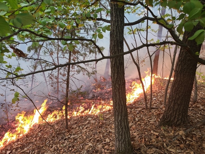 (사진제공=산림청)
