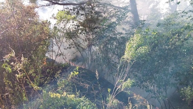 (사진제공=산림청)