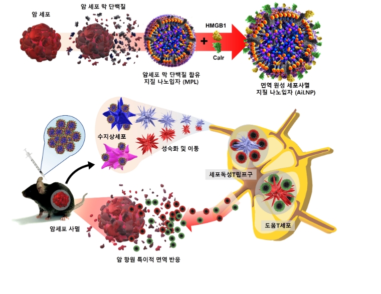 인공 면역원성 세포 사멸 지질 나노입자(AiLNP)를 이용한 암 면역 치료의 모식도. 사진=한국연구재단