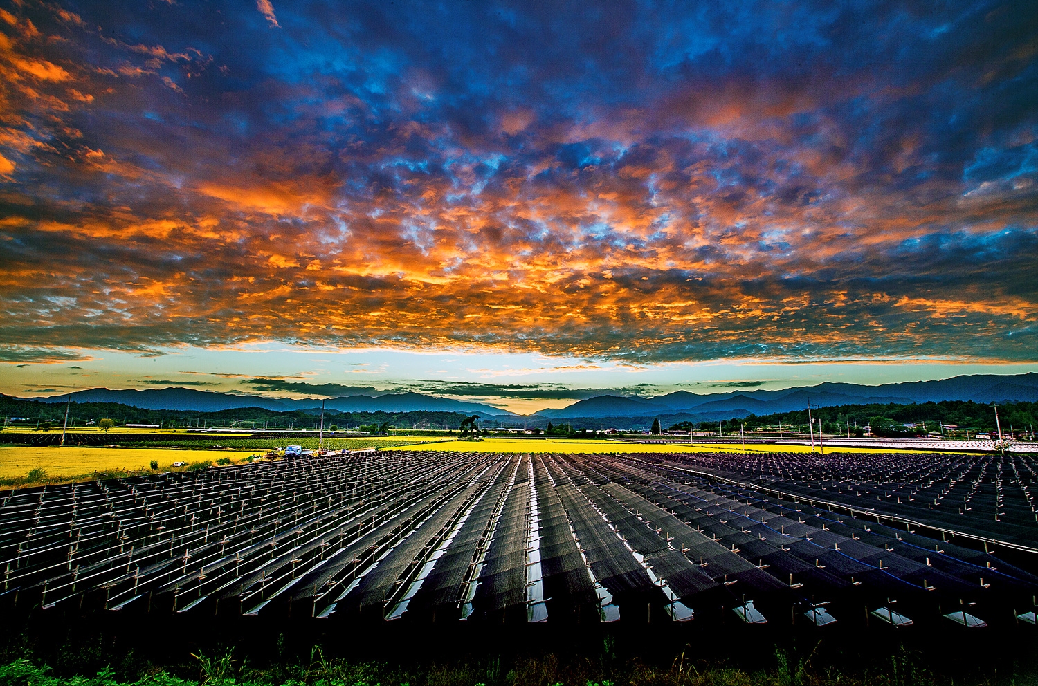 영주의 인삼밭.(사진=영주시)