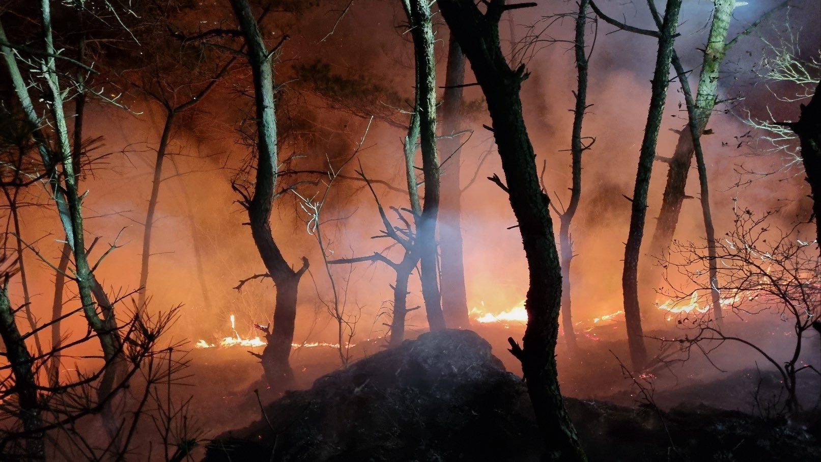 (사진제공=산림청)