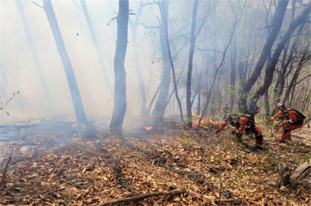 (사진제공=산림청)