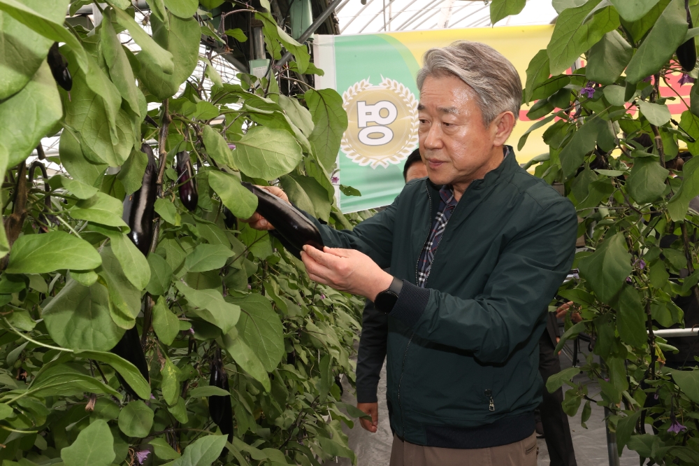 강호동 농협중앙회장, 여주 농가 방문해 가지 생육 및 출하 점검 나서