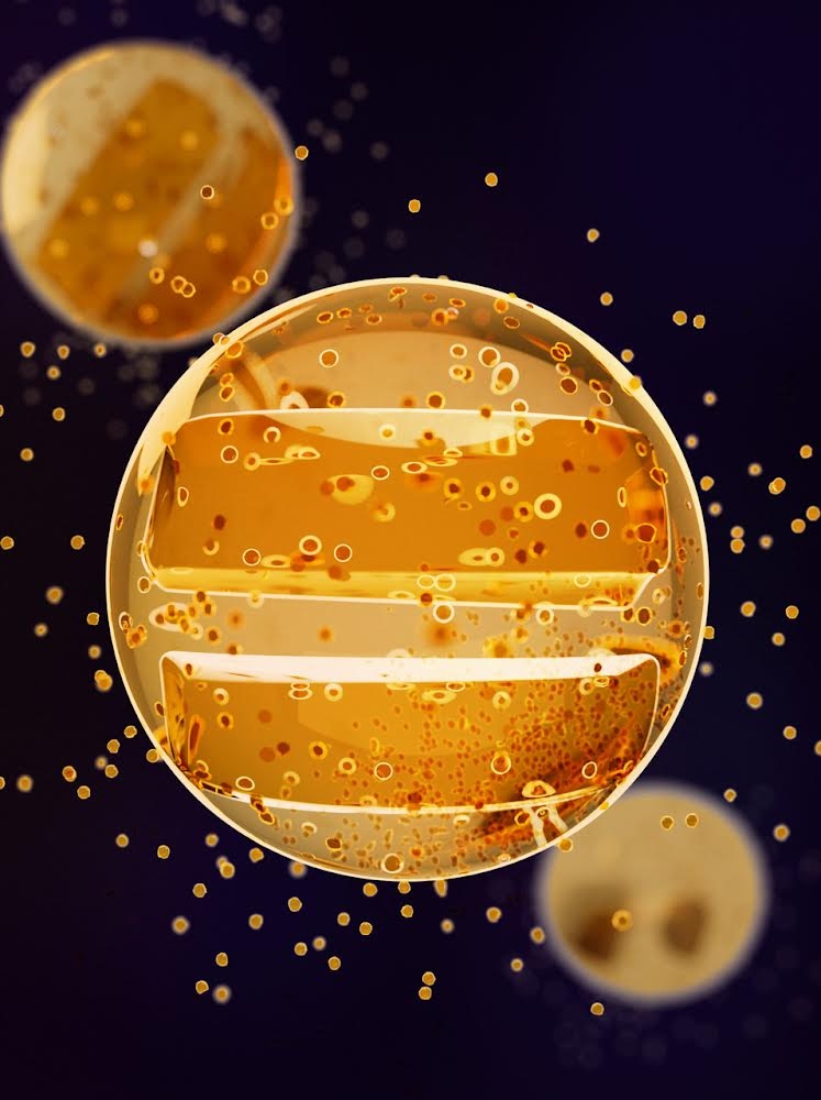 진화학적으로 새롭게 규명된 곤충 혈구세포. 사진=한국연구재단