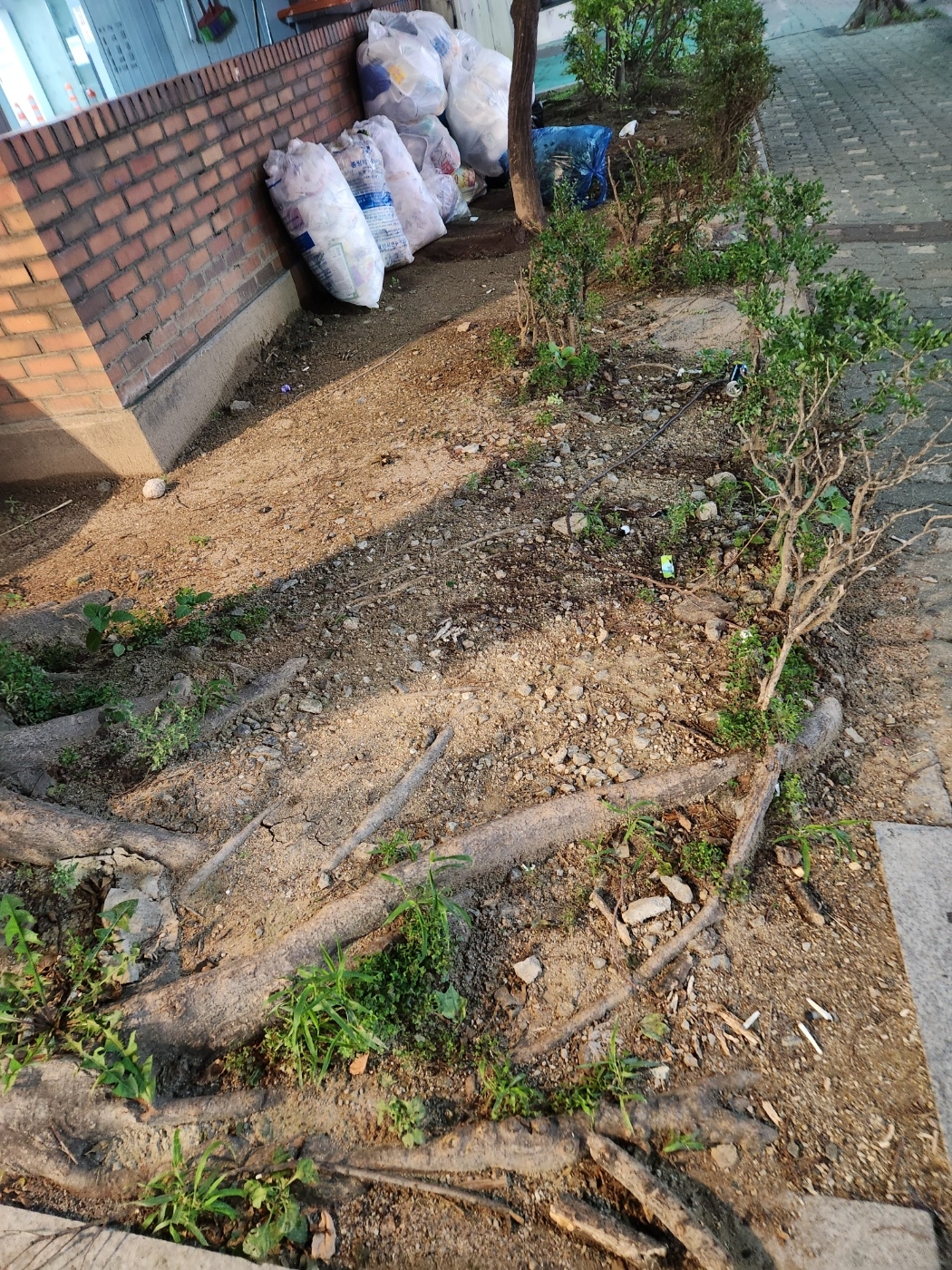 담배꽁초와 정리되지않은 화단