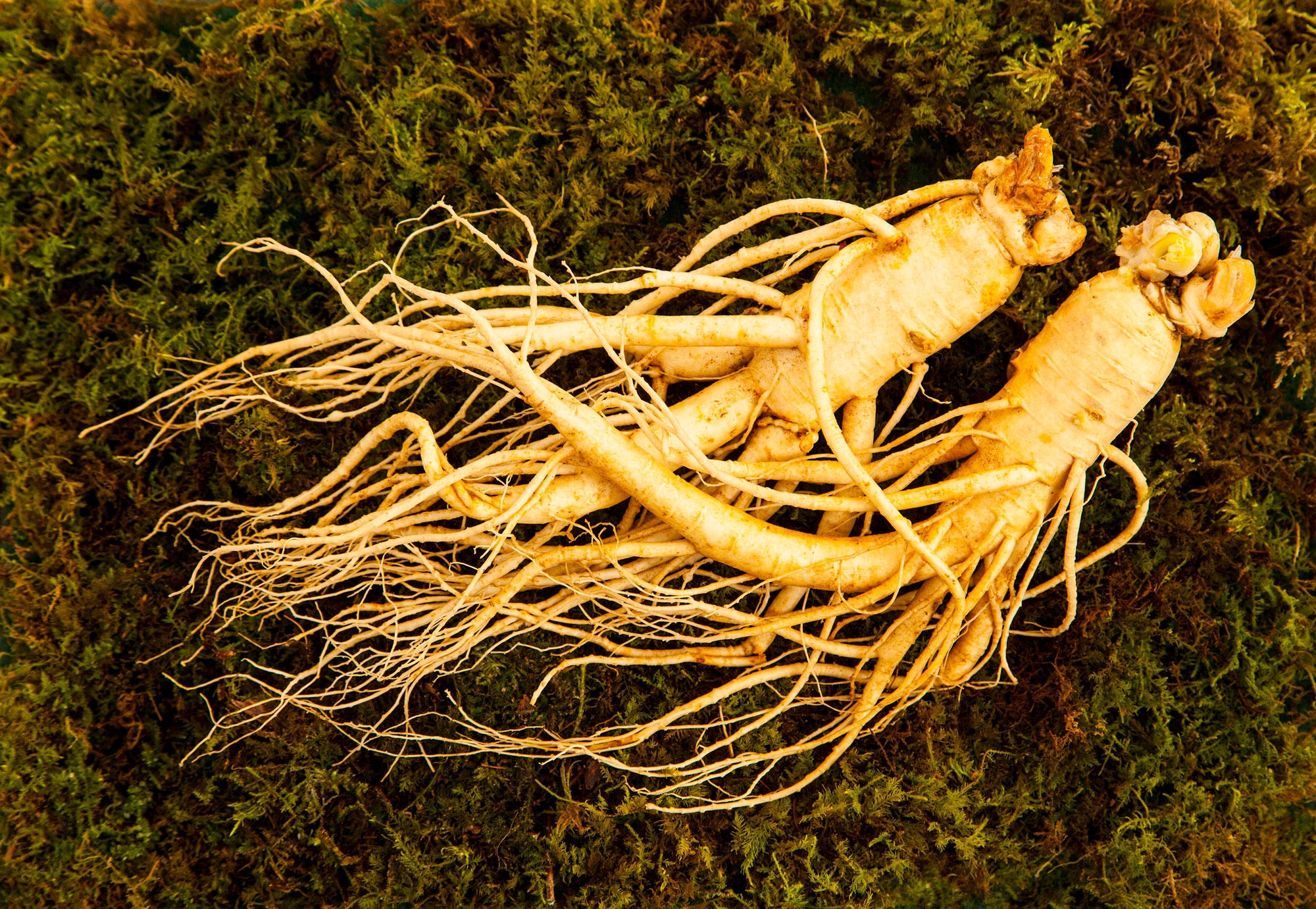 쿠팡 ‘인삼 PB’, 월 매출 490% 증가