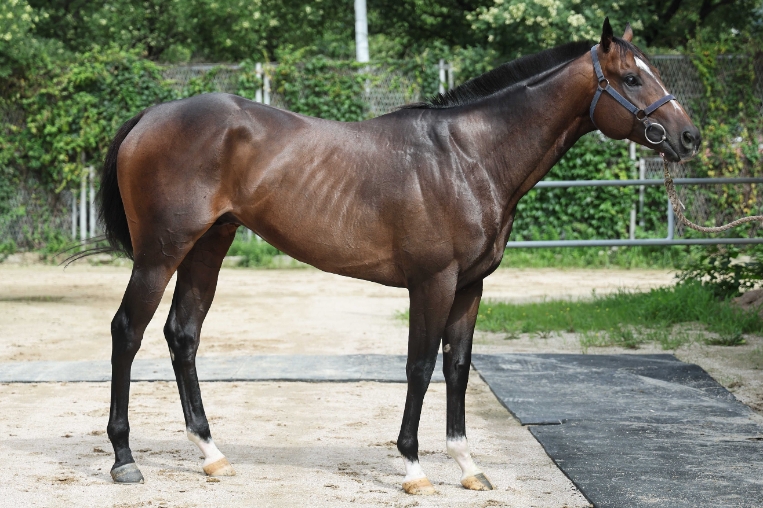 한국경마 7월 마지막 주 하이라이트 '1등급 1800m' 28일 대결