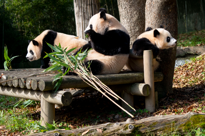 루이바오(좌), 아이바오(가운데), 후이바오(우). 사진=에버랜드