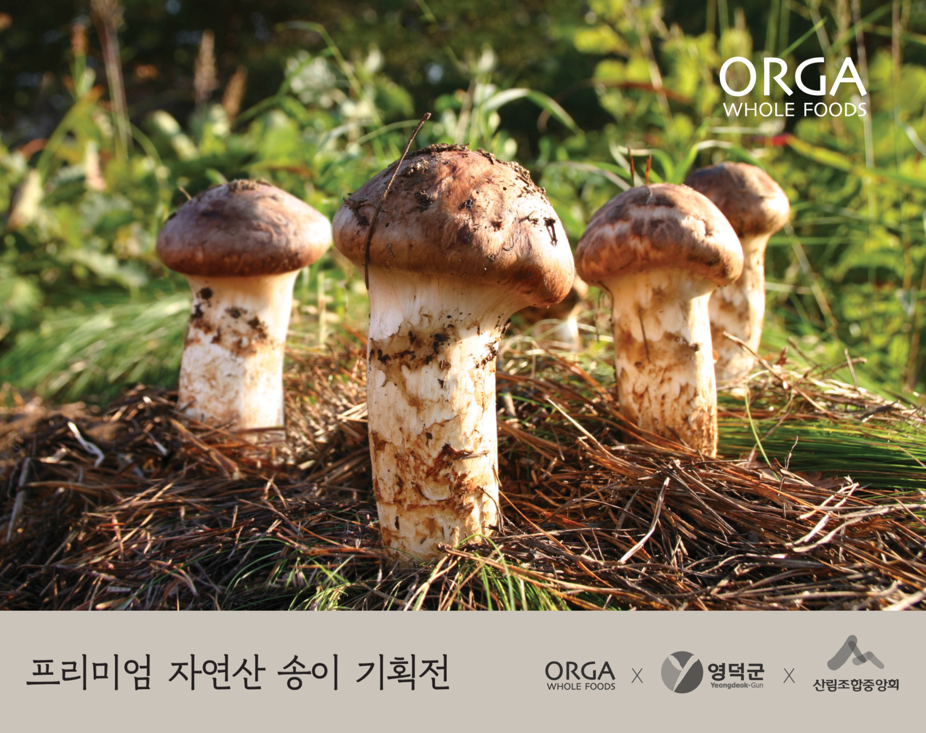 올가홀푸드-영덕군 ‘프리미엄 자연산 송이 기획전’ 실시