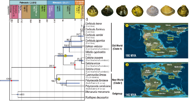 판게아 대륙이동에 따른 중생대 지질학적 시기별 이매패류의 육상 담수 생태계로의 서식지 이동. 사진=한국연구재단
