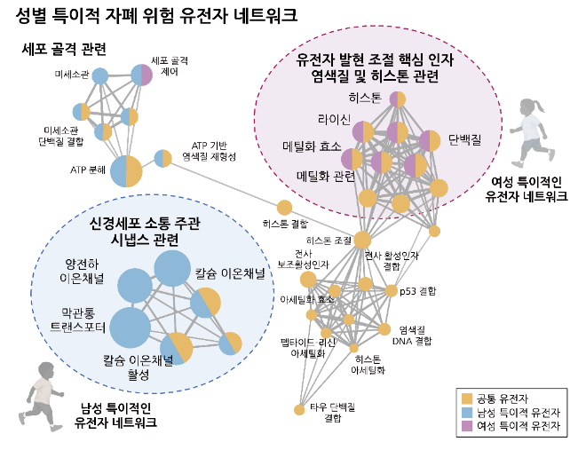 성별 특이적인 자폐 연관 유전자 네트워크. 사진=한국연구재단