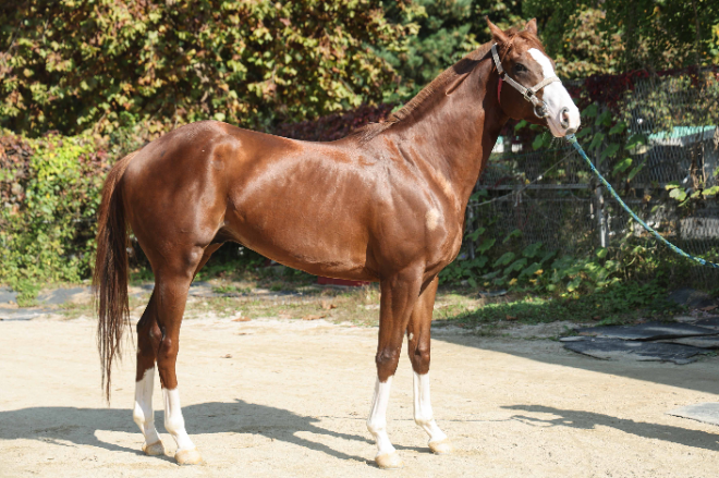 제13회 서울경제신문배 경주 오는 3일 서울경마공원서 개막