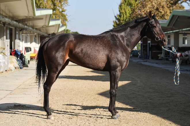 오는 10일 제13회 스포츠월드배 경주 개최