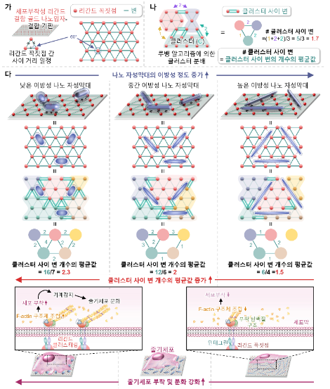그래프 이론 기반 리간드 네트워크 모델을 이용한 줄기세포 조절 시스템의 모식도. 사진=한국연구재단