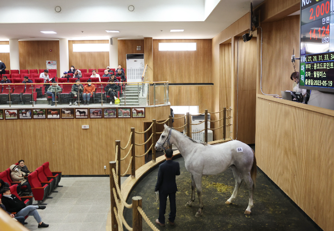 올해 첫 2세 경주마 경매 제주서 개최..."최고가 1억 3100만원"