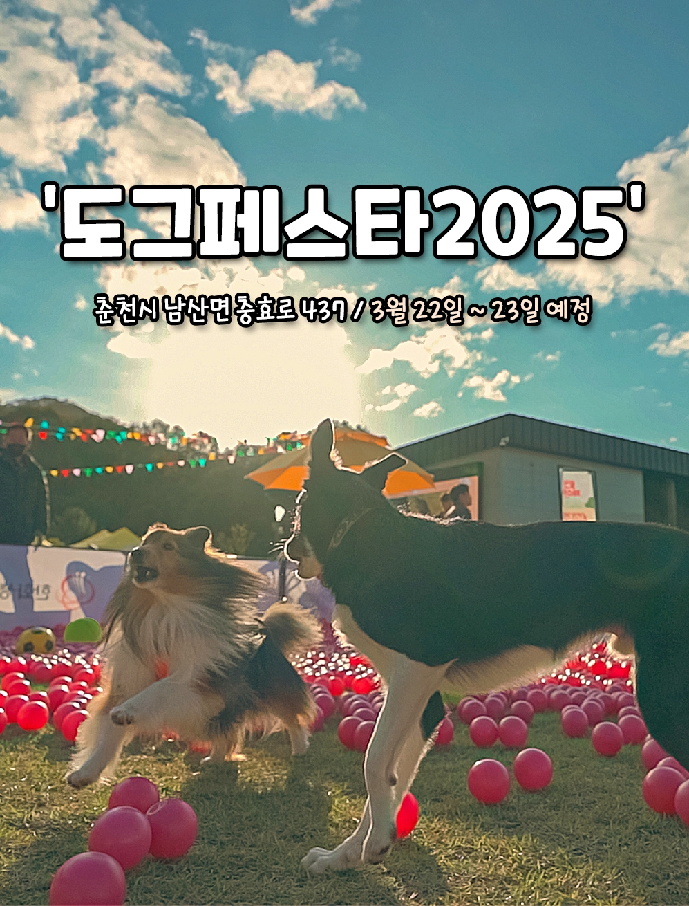 강아지숲 ‘도그페스타 2025’, 설채현 수의사와 문화 산책 등 이벤트 진행