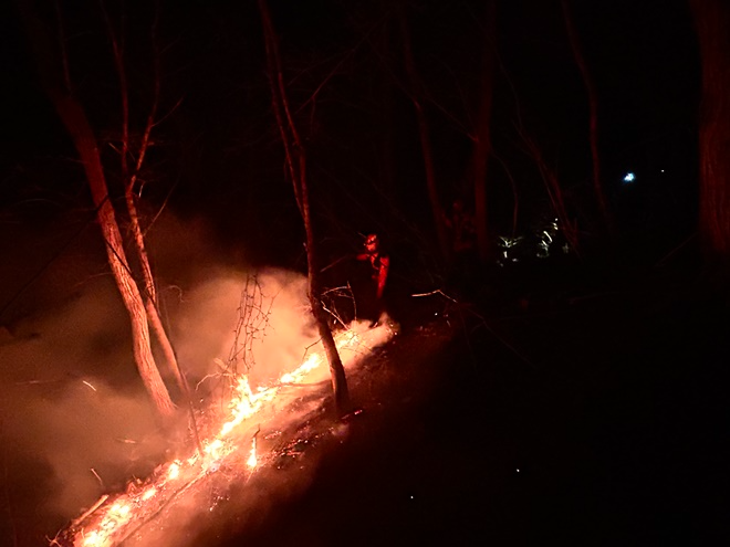 (사진제공=산림청)