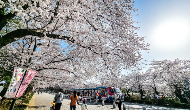서울랜드에서 즐기는 이색 벚꽃놀이 코스 Best3